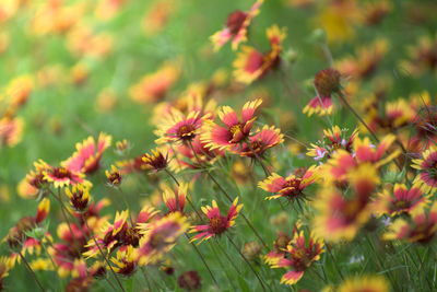 Close-up of yellow flowering plants on field