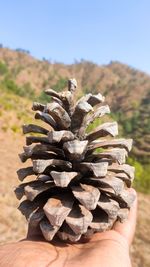 Close-up of hand holding pine cones