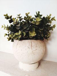 Close-up of potted plant on table against wall