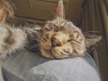 Close-up of cat sleeping