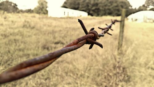 Close-up of barbed wire over grassy field