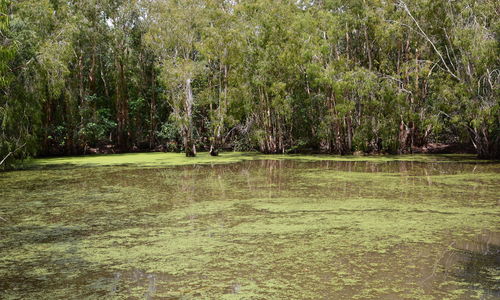 Scenic view of lake in forest
