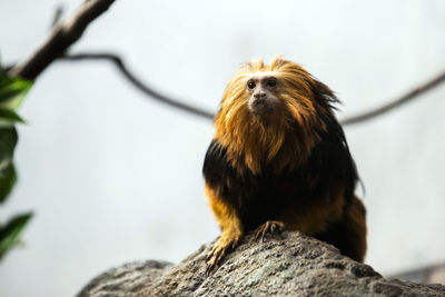 Close-up of a monkey on tree