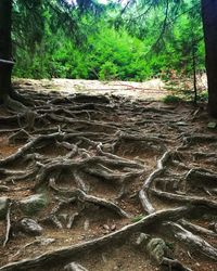 Scenic view of forest