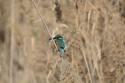 Close-up of bird perching on a land