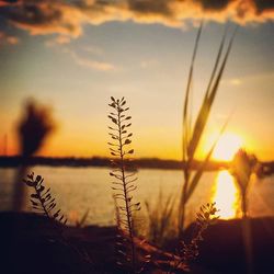 Plant growing on field at sunset