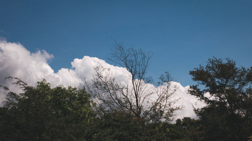 Low angle view of trees against blue sky