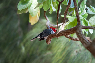 Bird perching on branch