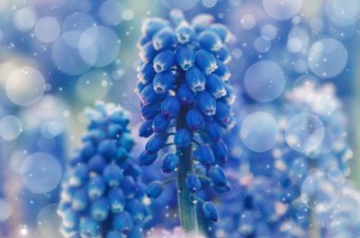 Close-up of wet purple flowering plant