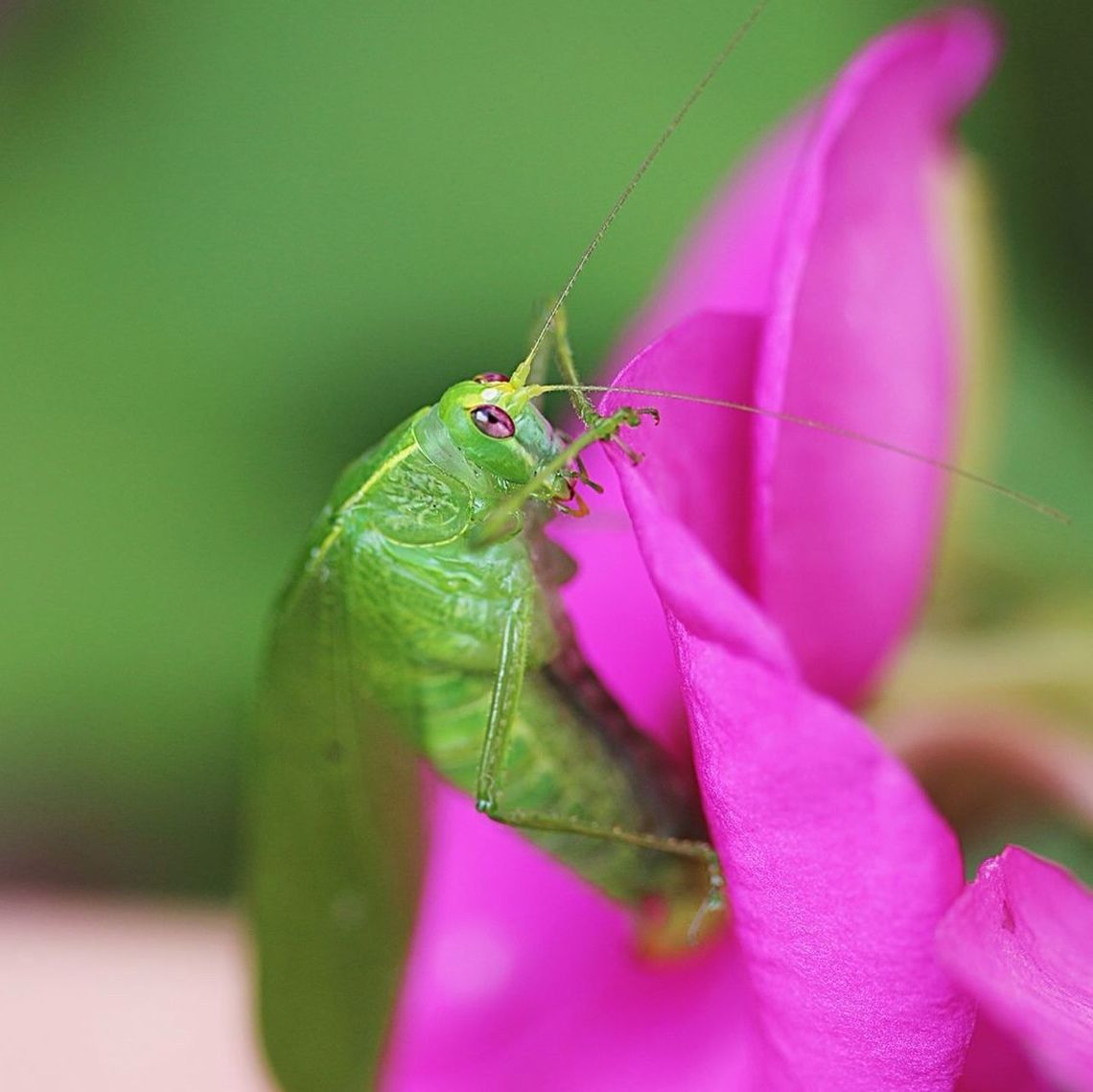 insect, one animal, animal themes, animals in the wild, wildlife, close-up, leaf, selective focus, nature, focus on foreground, green color, zoology, plant, dragonfly, beauty in nature, fragility, day, pink color, spider, outdoors