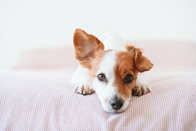 Close up of cute lovely small jack russell dog resting on bed during daytime. funny ear up