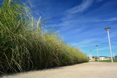 Palm trees on beach against blue sky