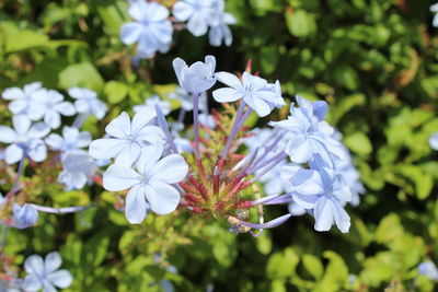 Close-up of white flowering plant