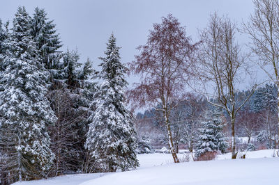 Trees on snow covered field against sky