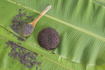 Close-up of rice on plant