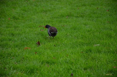 High angle view of bird perching on grass