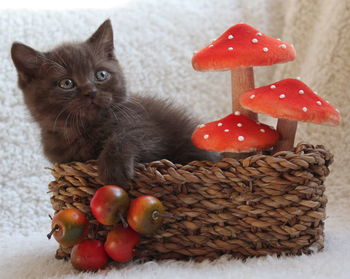 Close-up of red fruits in basket