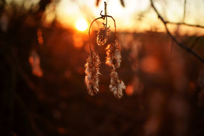 Willow in autumn at sunset. close-up of plant