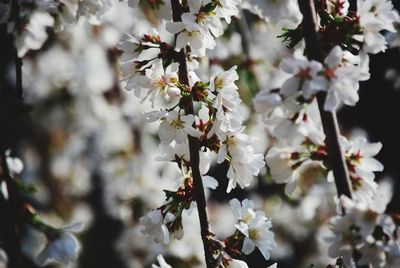 Close-up of apple blossoms in spring