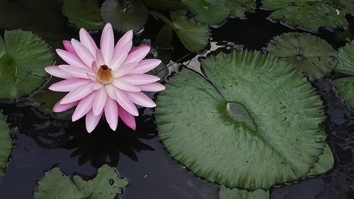 Close-up of lotus water lily in pond