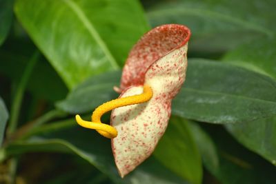 Close-up of orange flower