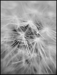 Close-up of dandelion against black background