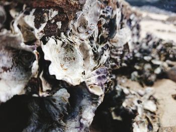 Close-up of shells on ground