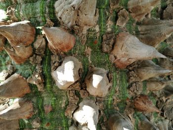 High angle view of mushrooms growing on tree