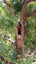 Lizard on tree trunk