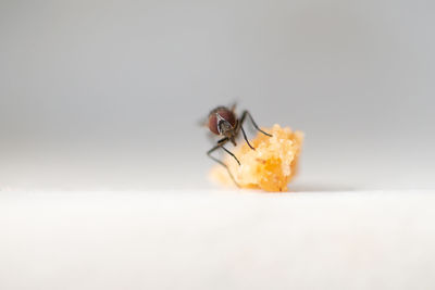 Close-up of fly on white background