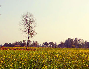 Scenic view of field against clear sky