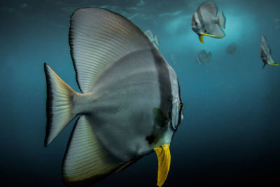 Close-up of fish swimming in sea