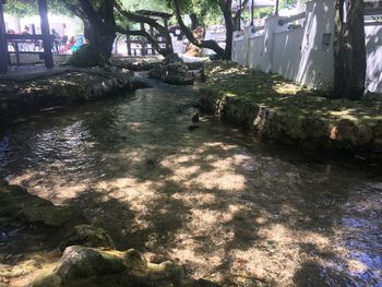 View of birds in water