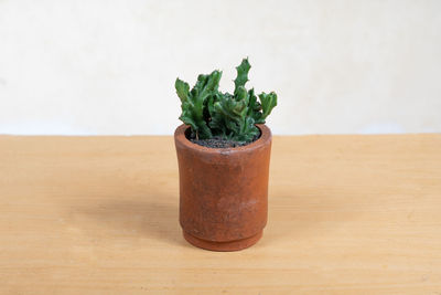 Close-up of potted plant on table