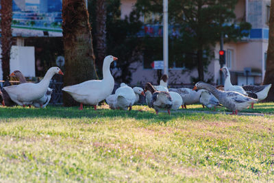 Flock of birds in a field