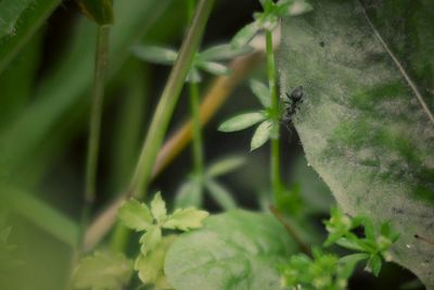 Close-up of insect on plant