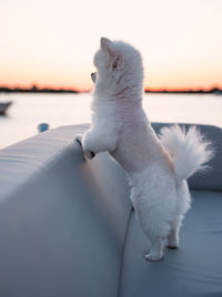 White dog looking away