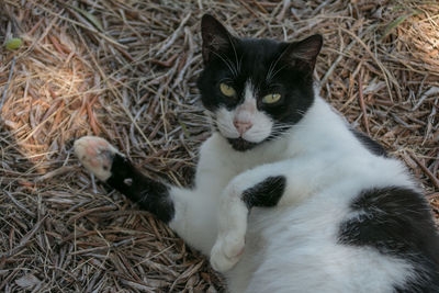 High angle view of cat relaxing on field