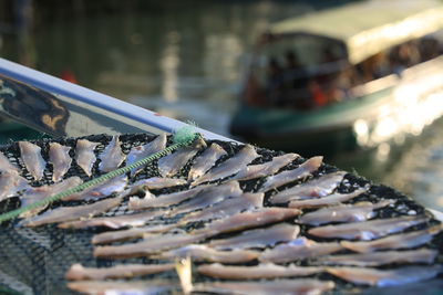 Close-up of fish on boat