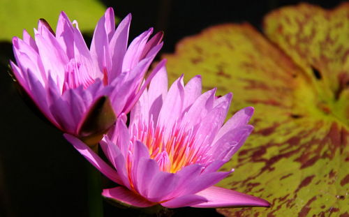 Close-up of lotus water lily