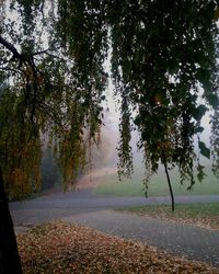 Reflection of trees in water