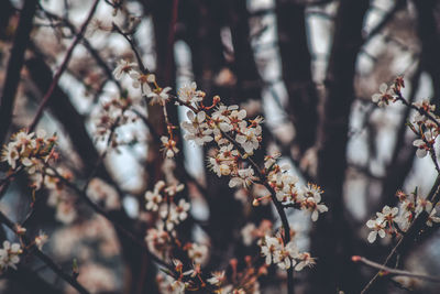 Close-up of cherry blossoms in spring