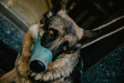 High angle portrait of dog by outdoors