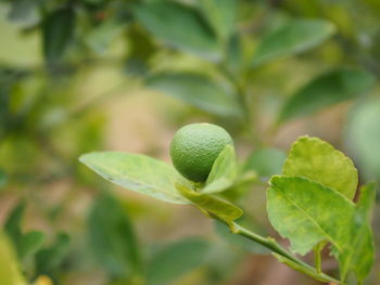 Close-up of fresh green plant