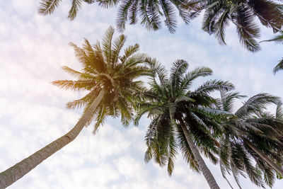 Upward view to coconut green leaves, gray stem and high trunk with fruits under white clouds sky