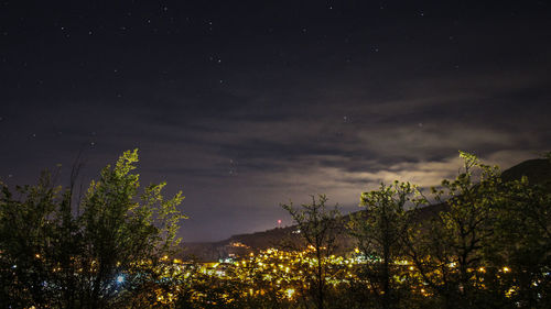Low angle view of trees against sky at night
