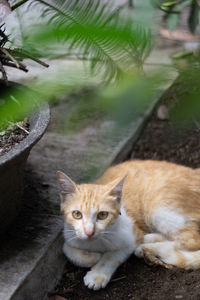 Portrait of ginger cat