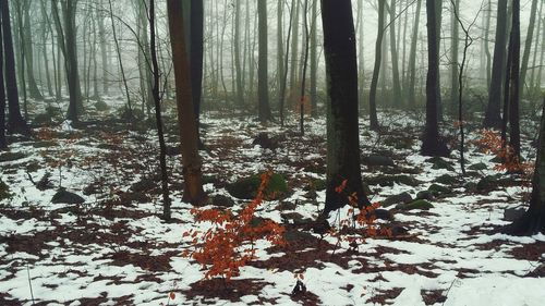 Trees in forest