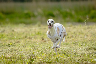 Whippet dog in white shirt running and chasing lure in the field on coursing competition