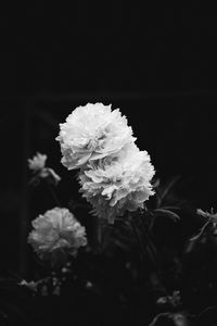 Close-up of white flowering plant